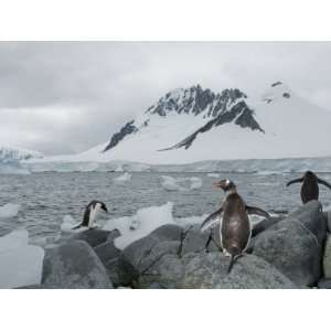  Three Adelie Penguins, Pygoscelis Adeliae, in Antarctica 