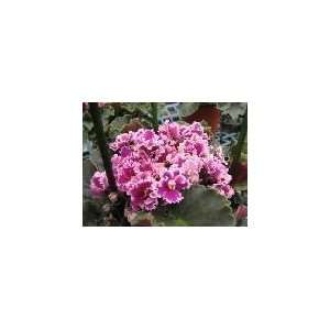  Space Baby African Violet  Everfloris HUGE   HUGE PLANTS IN 6 POTS 