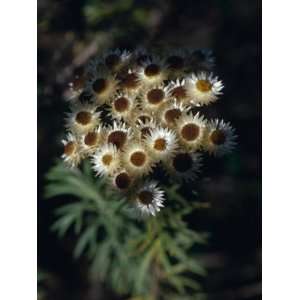  Delicate Flower Helichrysum Meyeri Johannis on a Subalpine 