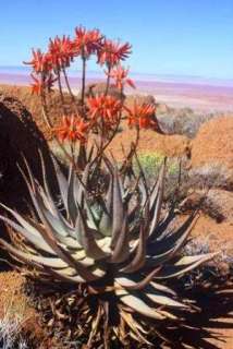 10 Aloe hereroensis   Sand Aloe Seeds   SA Succulents  