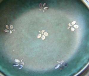   OPEN SALT CELLAR bowl/dish + SPOON SET~ANTIQUE/VINTAGE~ARGENTA  