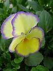 Viola * Violet * Flower Seeds * Mixed Varieties  