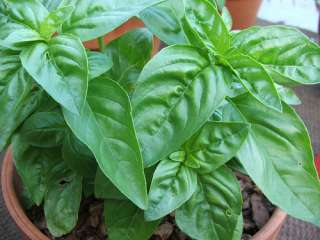 Compact Basil 100 Seeds, 750 mg  