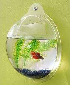   fish bowl or bubble tank aquarium is ideal for betta fish or goldfish