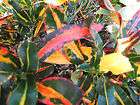 Tropical Croton Plants Dwarf Corkscrew Mammy Economy Bargain Starter 