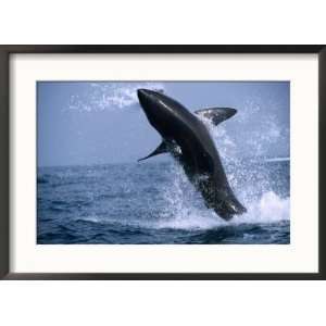  Great White Shark (Carcharodon Carcharias) Jumping out of 