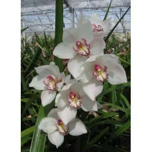    Cymbidium Beauty Fred Marione Orchid Plant