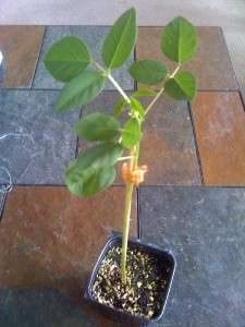Very Rare Erythrina Crista Galli Tree (Live Plant)  