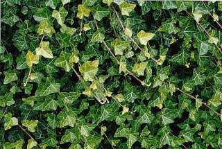 Baltic English Ivy 8 Plants   Hardy Groundcover  