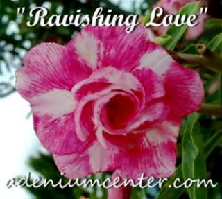 ADENIUM OBESUM DESERT ROSE DOUBLE FLOWER  RAVISHING LOVE  20 seeds 
