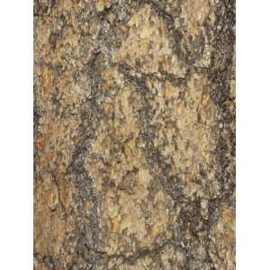 Bark of the Ponderosa Pine (Pinus Ponderosa), Western USA Photographic 