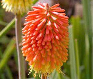 RED HOT POKER TORCH LILY      200 Flower Seeds + GIFT  