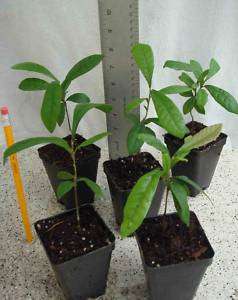 MIRACLE FRUIT Plant Bonsai synsepalum dulcificum 1.2yrs  