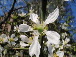 White flowers are followed shortly afterward by lemon yellow fruit.