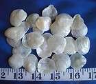 Jingle Shells ~ Golden Ivory ~ Seashells ~ Shellcraft ~ Sailors 