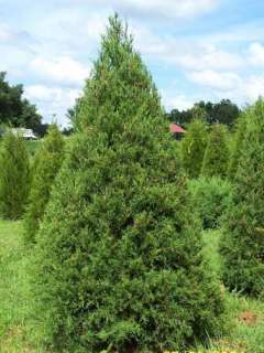 Juniperus virginiana Eastern Red Cedar tree seeds ES151  