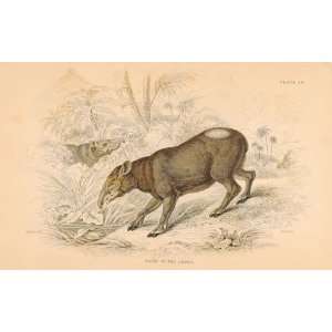  Jardine 1884 Engraving of the Tapir of the Andes