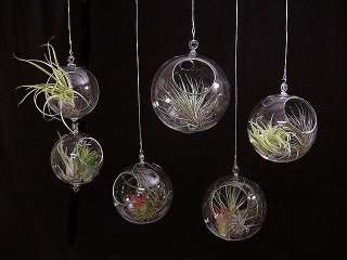 Airplant Tillandsia 25 Different E Z 2Grow Deluxe Collection 1 FREE 