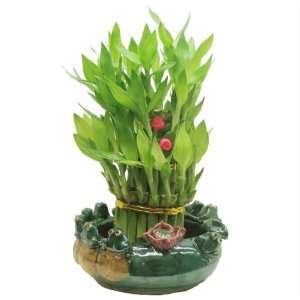  MyLuckyBamboo   3 Tiers Lucky Bambo in Ceramic Container 