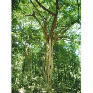 Strangular Fig Tree in Rainforest, Cape Tribulation National Park 