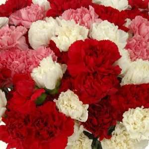 Send Fresh Cut Flowers   175 Assorted Carnations  Grocery 