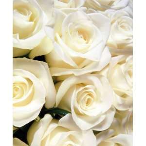 Send Fresh Cut Flowers   400 Long Stem White Roses  