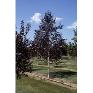    BIRCH ROYAL FROST / 5 gallon Potted Patio, Lawn & Garden