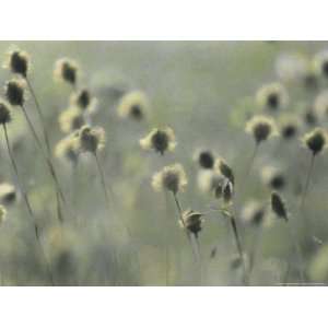 Cotton Grass Seed Heads Nod in a Breeze National Geographic Collection 