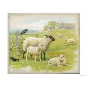  Sheep Lambs and a Couple of Crows Giclee Poster Print 