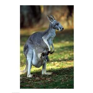  Red Kangaroos Australia Poster (18.00 x 24.00)