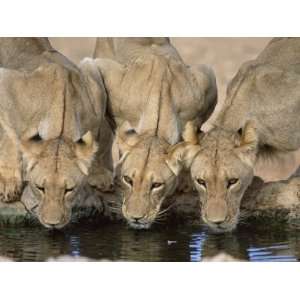  Lions Drinking, Panthera Leo, Kgalagadi Transfrontier Park 