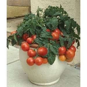  Tomato, Patio Princess Hybrid 1 Pkt. (30 seeds) Patio 