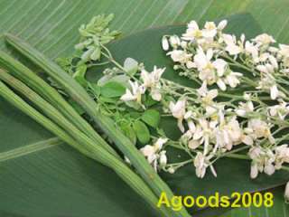 moringa is a tropical tree with multiple uses and which is resistant 