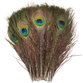 300 natural peacock tail feathers, about 13(33 cm)  