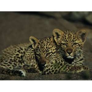 Month Old Leopard Cubs Huddled Together National Geographic Collection 
