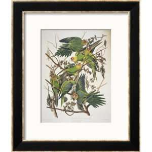  Carolina Parakeet, from Birds of America, 1829 Framed 