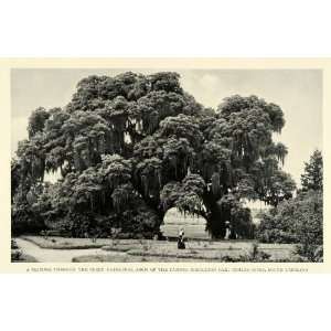 1926 Print Giant Middleton Oak Trees Foliage Arch Ashley River South 