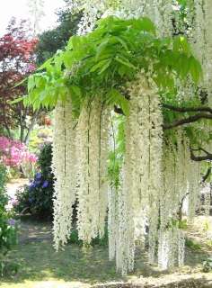 Wisteria Vine 29 White Flower Clusters Free Shiping on Added seed 