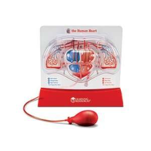   Quality value Pumping Heart Model By Learning Resources Toys & Games