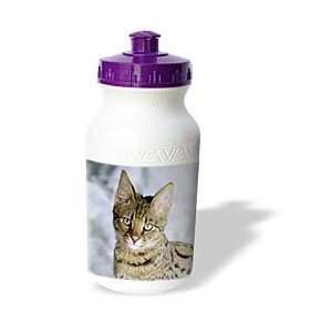   Wildlife animal   Savannah cat   Water Bottles