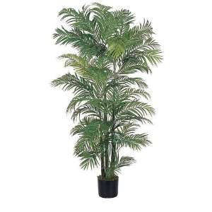  Areca Silk Palm Tree 6