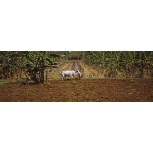 Ploughing a Field with Oxen, Swamimalai, Kumbakonam, Thanjavur, Tamil 