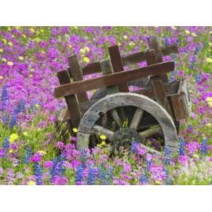  in Field of Phlox, Blue Bonnets, and Oak Trees, Near Devine, Texas 