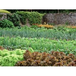 Walled Kitchen Garden, Rows of Vegetables Forde Abbey, Dorset Late 